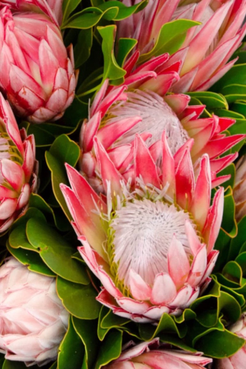 Africa Protea: Notebook