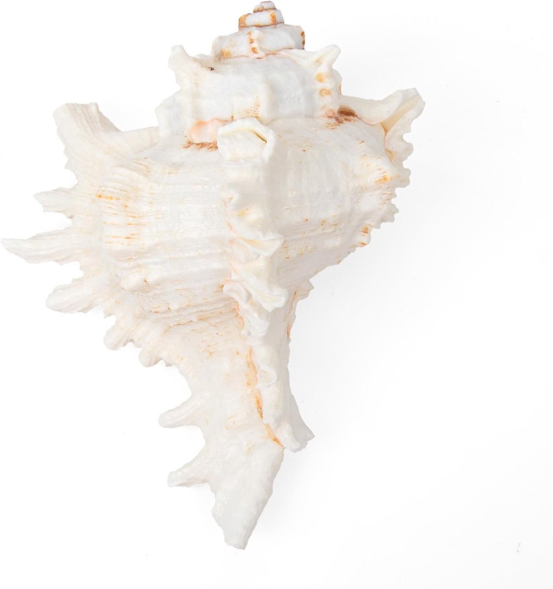15-17CM Extra Grote Natuurlijke Zeeschelpen voor Huisdecoratie | Enorme Ocean Conch Jumbo Schelpen Perfect voor Bruiloft Decor Strand Thema Feest, DIY Crafts, Fish Tank en Shell Collectors