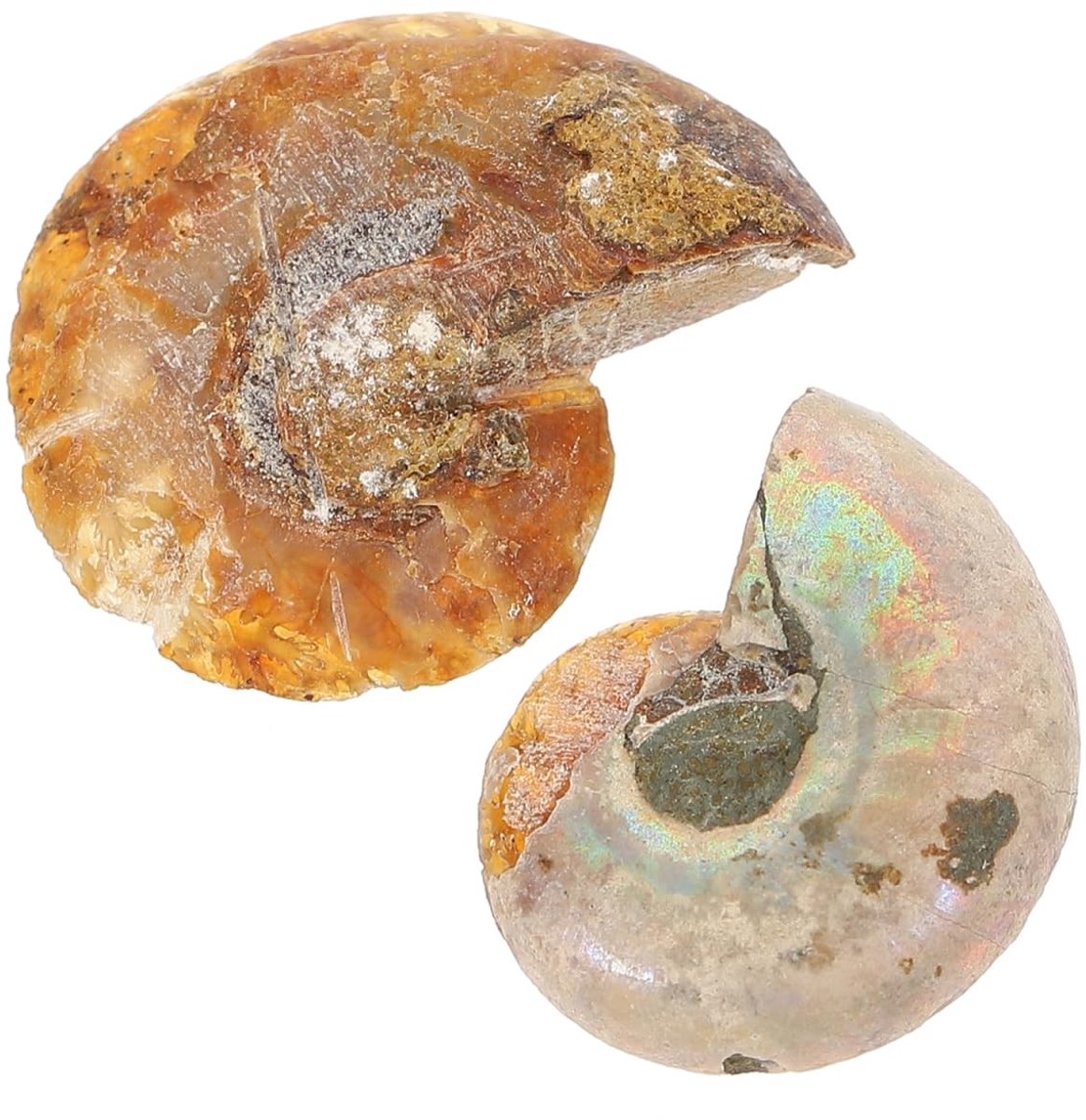 Dailygoods- Ammonieten Fossielen Set van 2 - Dieren Fossielen - Paleontologie - Educatieve Ornamenten - Biologische Wetenschap - Pedagogisch Gebruik