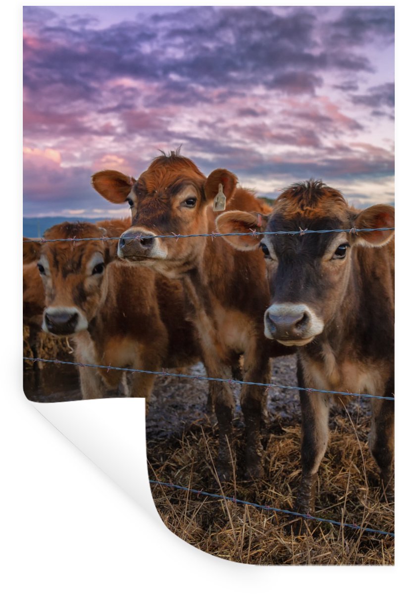 Muurstickers - Sticker Folie - Koe - Dieren - Hek - Lucht - 20x30 cm - Plakfolie - Muursti