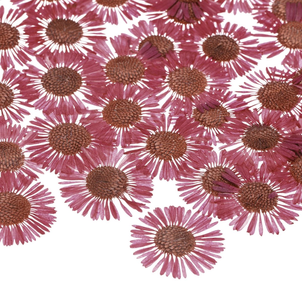 Dailygoods - Set van 12 Echte Gedroogde Bloemen voor Handwerk - Roze Rozen