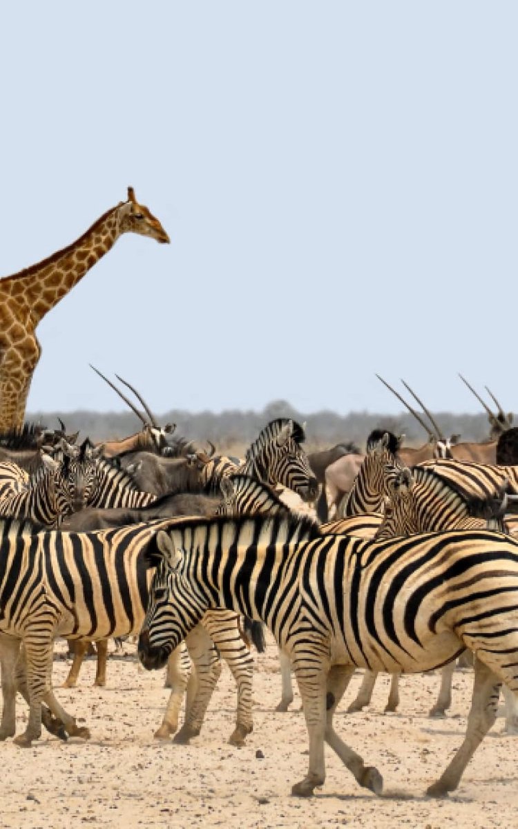 Zebra Notebook: At the waterhole