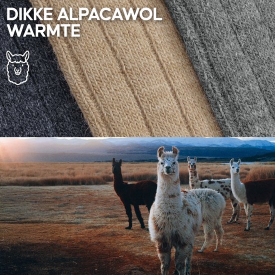 Close-up van dikke alpacawolsokken in beige en grijs, met een kudde lama's op de achtergrond.