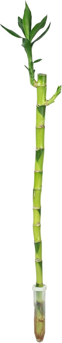 SnelShoppen - Lucky Bamboo 'Lucky Bamboo' rechte stam in tube - onderhoudsvriendelijke kamerplant Dracaena Sanderiana - hoogte ca. 50 cm - pot Ø 5 cm