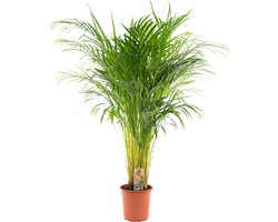 Areca palm - Goudpalm - Kamerplant - Hoogte 100-120 cm - Potmaat Ø21cm