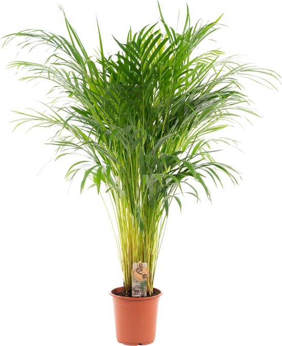 Areca palm - Goudpalm - Kamerplant - Hoogte 100-120 cm - Potmaat Ø21cm