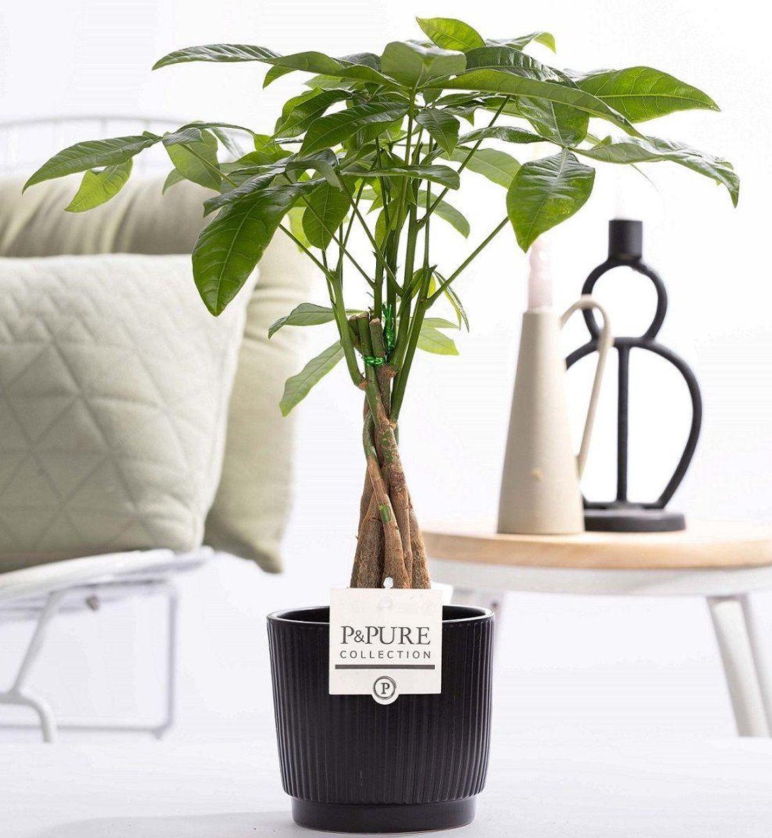 Pachira Aquatica In P&PURE Ceramics Liv - Ø12cm - 45cm