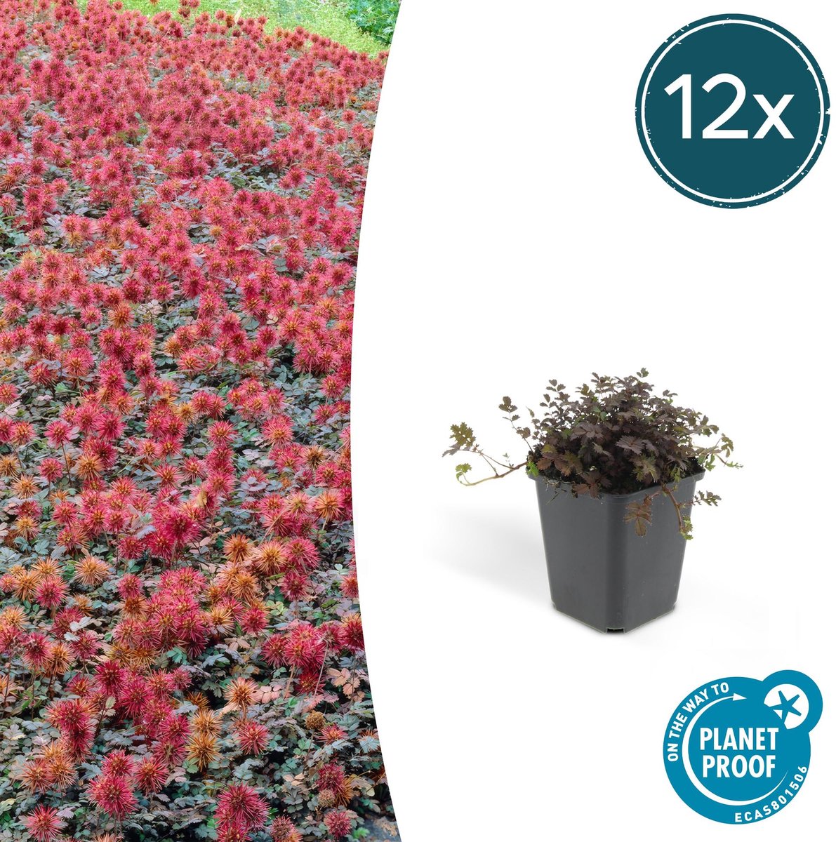 12x Acaena microphylla 'Kupferteppich' - 10-25cm - Ø9cm