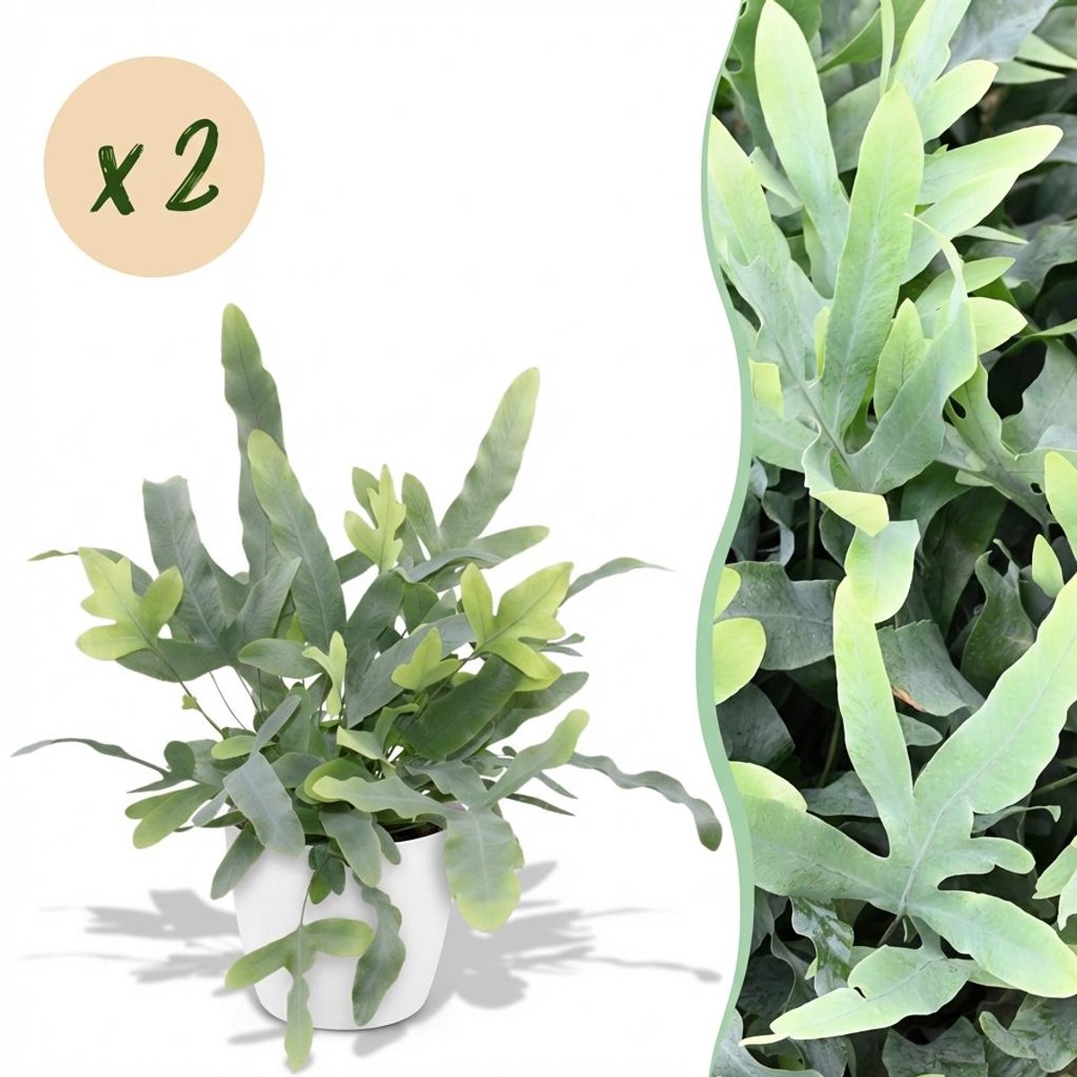 Kamerplant - Phlebodium aureum Blue Star - Blauwe Varen - Huisdiervriendelijke Plant - Blauw - 2 Planten - met Potter Wit - Pot 12cm - Hoogte 25cm