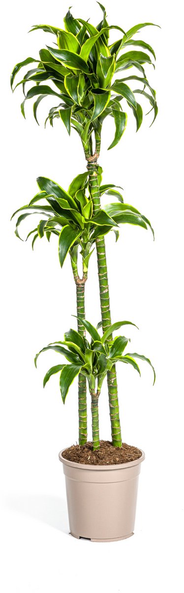 Dracaena Deremensis Dorado Ø24cm - 120 - 140cm
