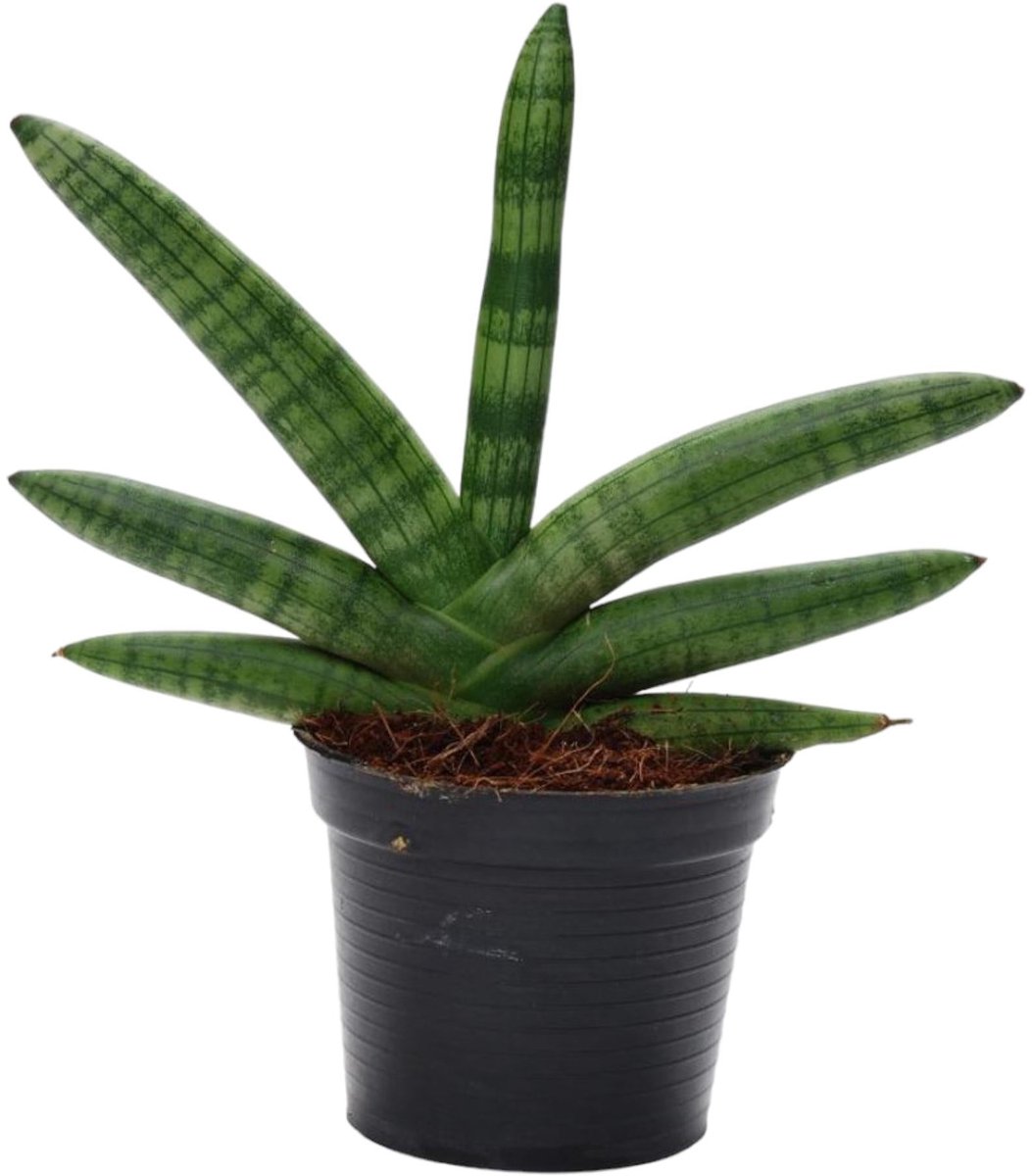 Sansevieria Skyline - 25 cm - ø10,5