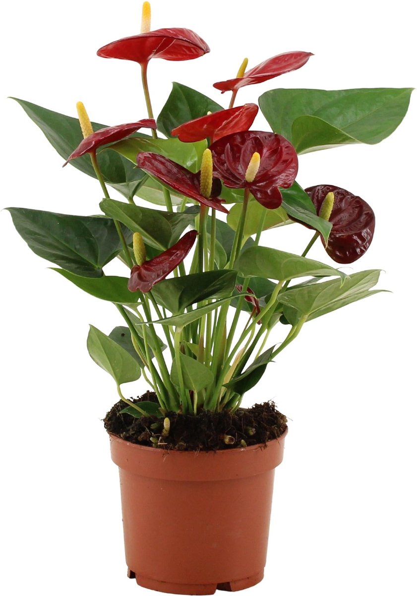 Anthurium Calon In Transparant Sleeve - Ø12cm - 36cm