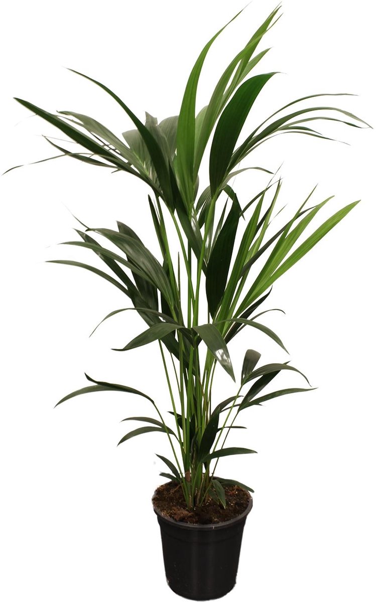 Howea Forsteriana (Kentia) 5 Pit 100-120cm - Ø21cm - 100cm