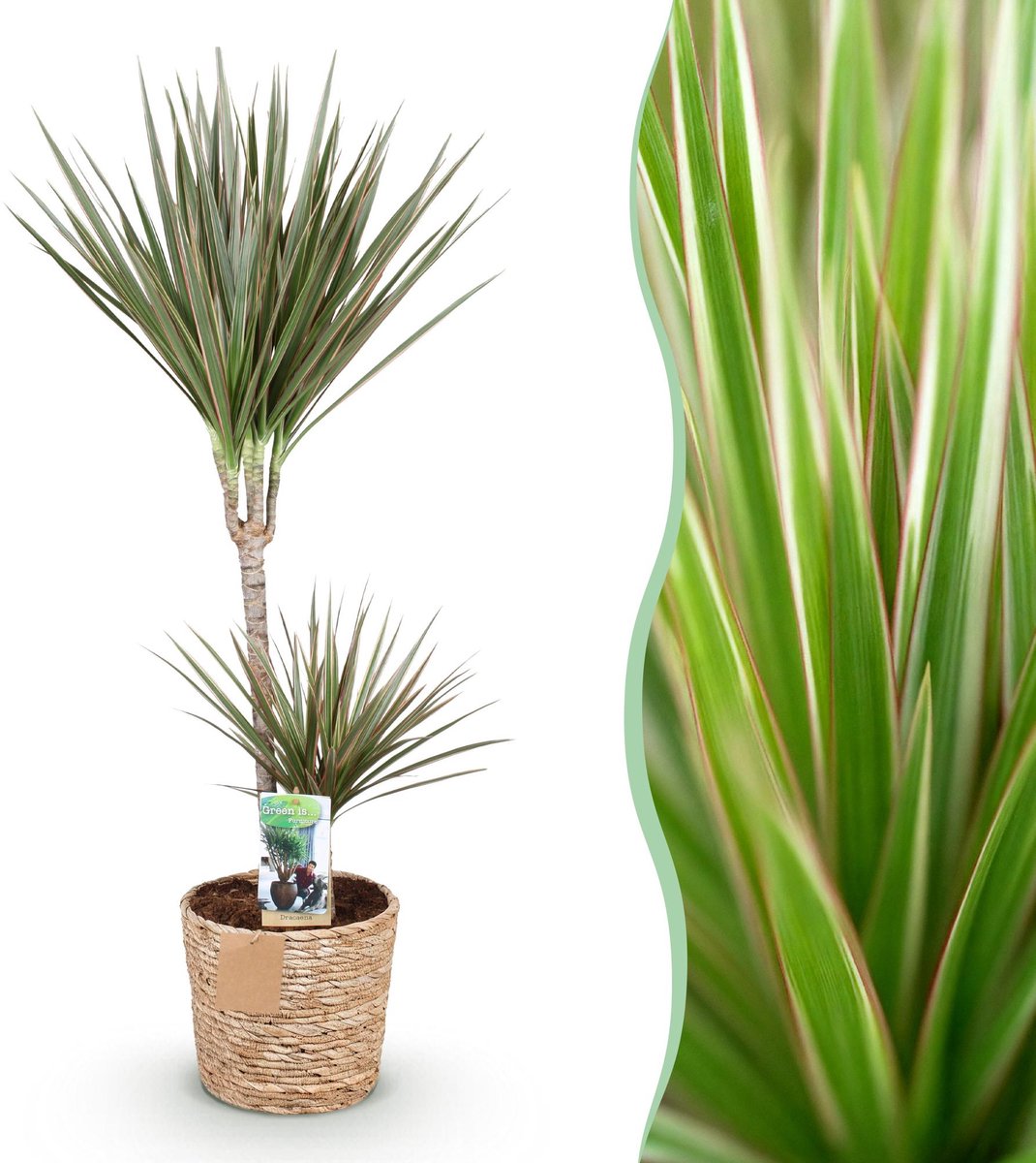 Green is... Kamerplanten - Dracaena Marginata Bicolor - Drakenbloedboom - Weinig onderhoud - met mand - Groen - 1 Plant - Pot 21cm - Hoogte 90-100cm