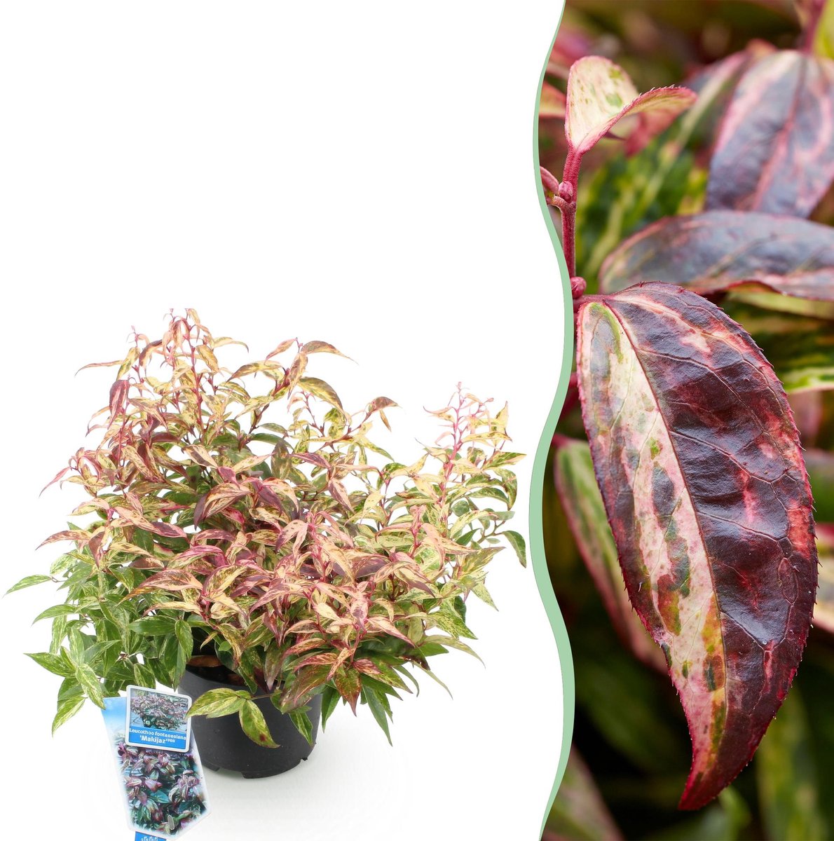 Tuinplant - Leucothoe Makijaz - Bruin - 1 Plant - Groenblijvend - Weinig Onderhoud - Pot 17cm Hoogte 45cm