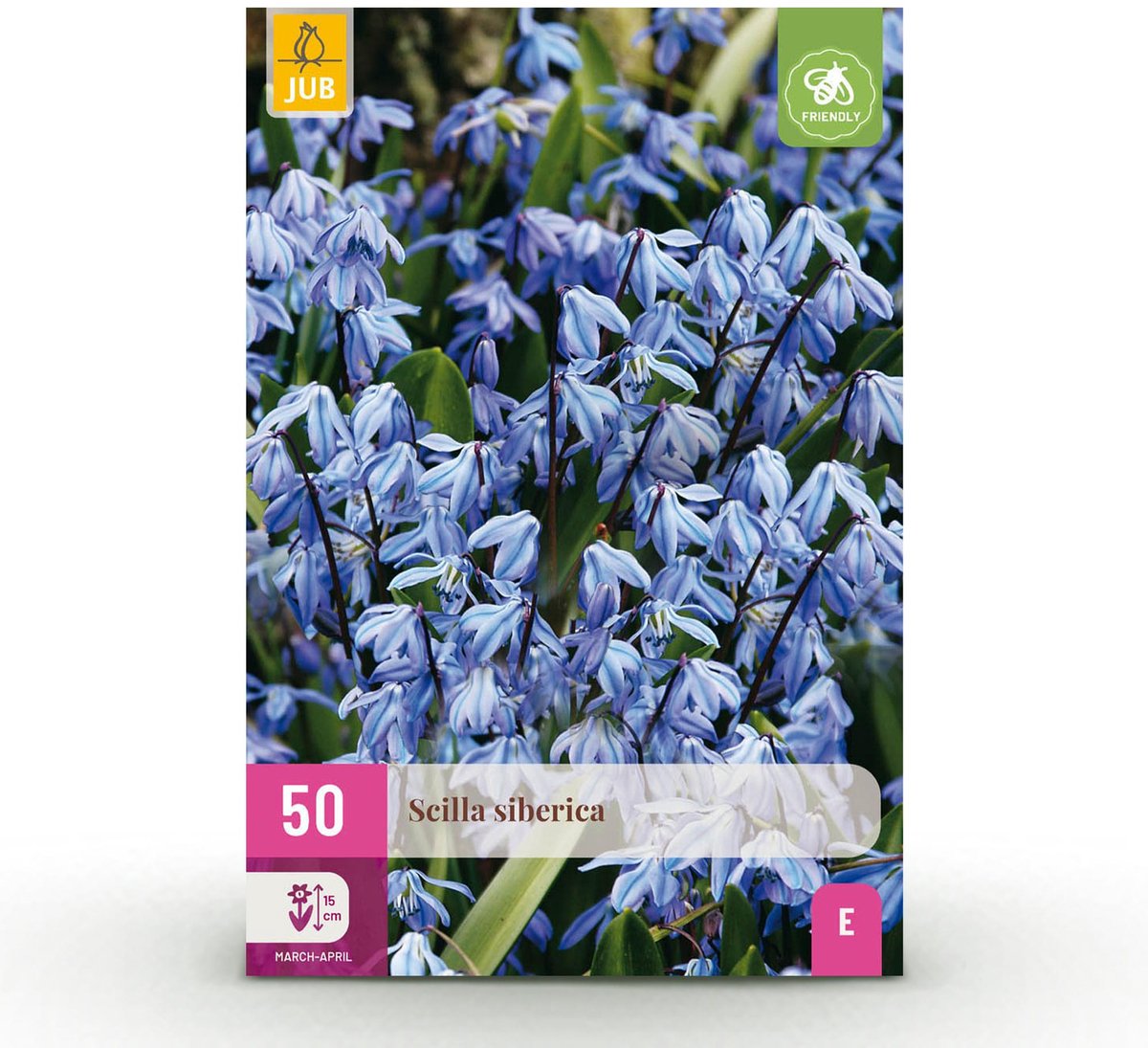 Bloembollen - Scilla Siberica - Kleur Paars - 50 stuks - Bolmaat 7/8 - XXL Pack