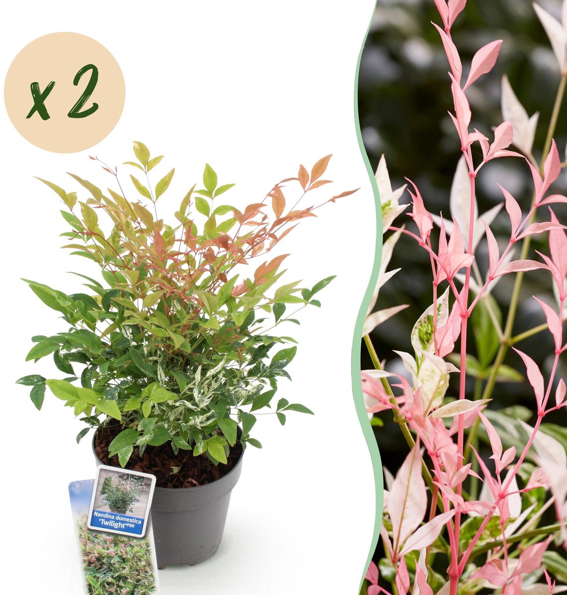 Tuinplant - Nandina Twilight - Bont & Roze - 2 Planten - Groenblijvend - Weinig Onderhoud - Pot 17cm Hoogte 45cm