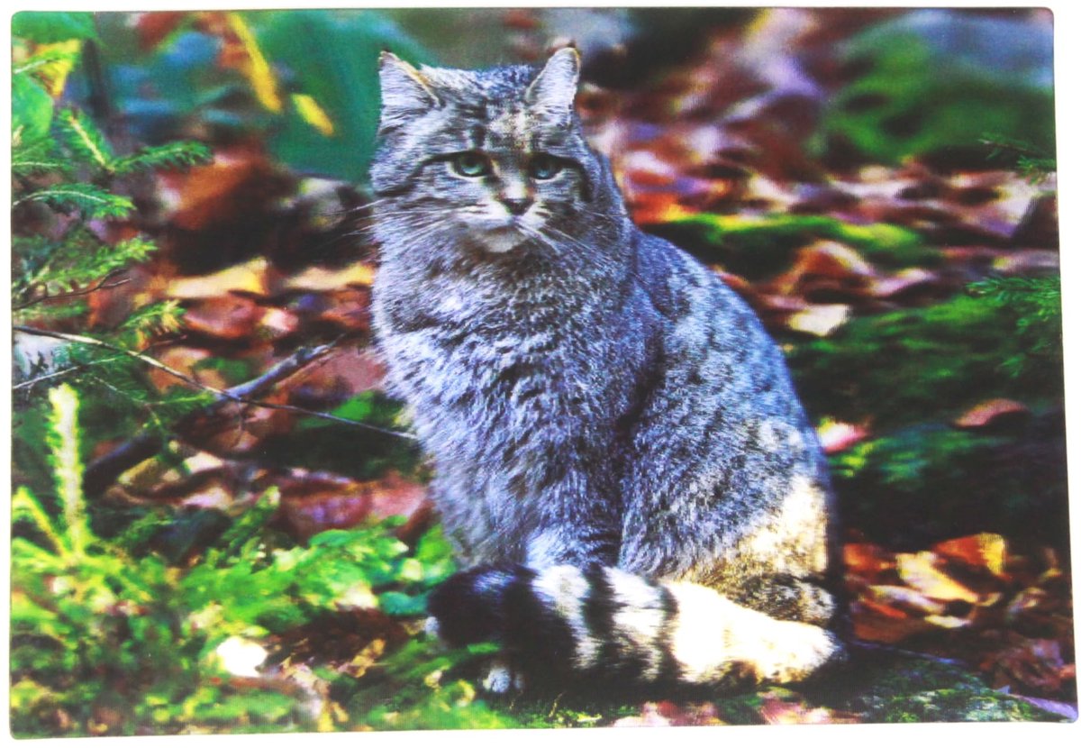 3D ansichtkaart wilde kat - hologramkaart - wiebelkaart - uniek voor dierenliefhebbers - ShopVlot