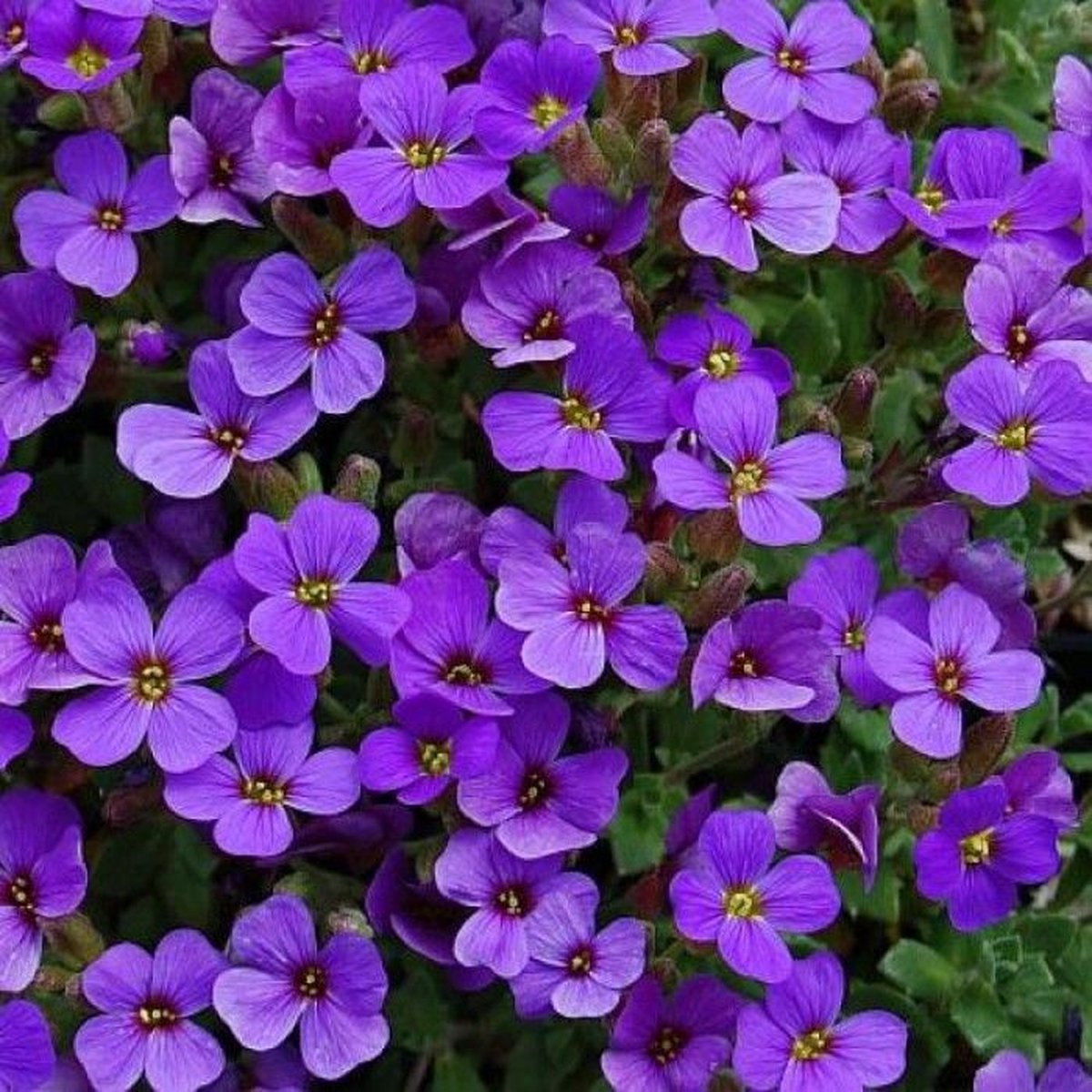12 x Randjesbloem Paars|Blauw - Bodembedekker Wintergroen - Aubrieta 'Hamburger Stadtpark' in 9x9cm pot met hoogte 5-10cm