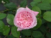 Spirit of Freedom | Engelse roos | David Austin | Klimroos | Roze | Sterke geur | Wortel