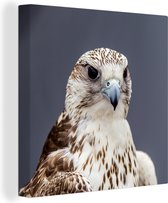 Belle photo détaillée d'un faucon gyr Toile 90x90 cm - Tirage photo sur toile (Décoration murale salon / chambre)