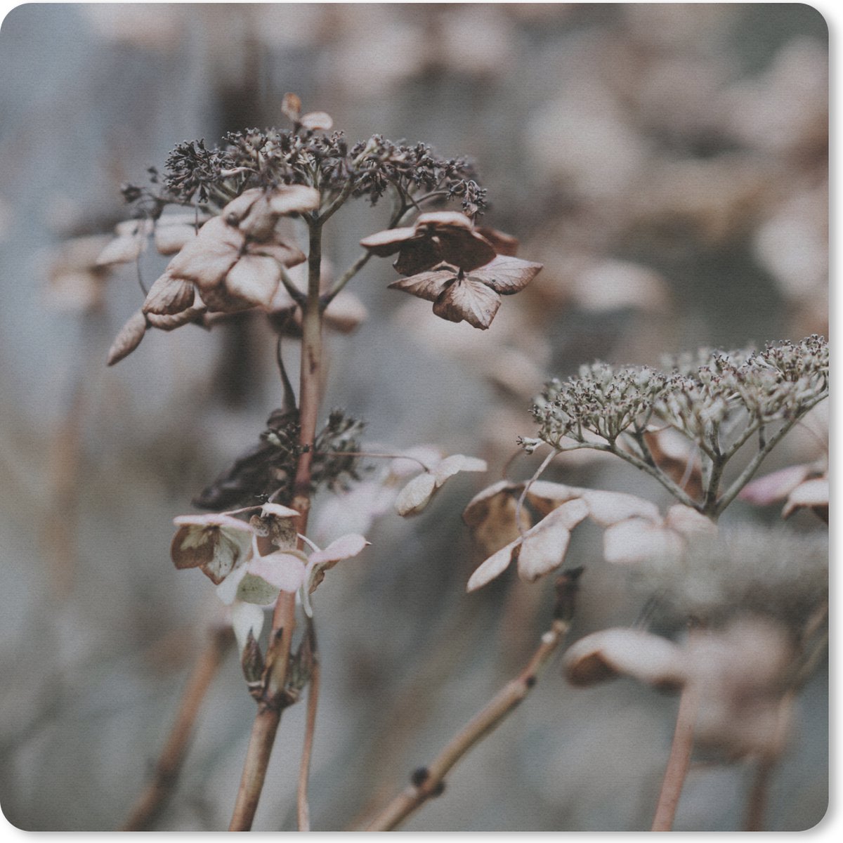 Muismat 20x20 cm - Mousepad Bloemen - IJs - Winter - Muismatten
