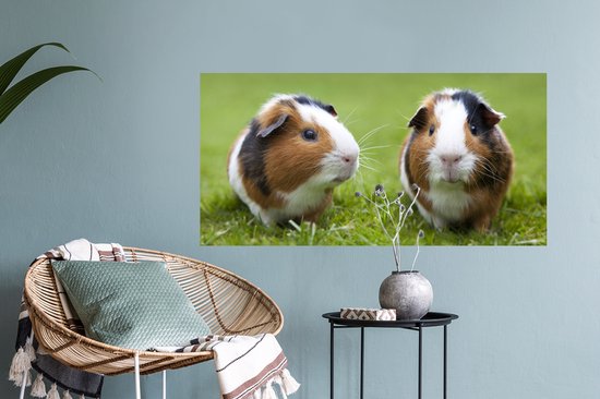 Stickers muraux - Film autocollant - Deux cochons d'Inde - 80x40 cm - Film adhésif - Stickers muraux chambre d'enfant - Papier peint autocollant - Papier peint autocollant - Film autocollant