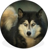 Husky regarde dans l'appareil photo cercle mural aluminium ⌀ 30 cm - impression photo sur cercle mural / cercle vivant / cercle de jardin (décoration murale)