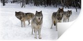 Stickers Stickers muraux - Loup - Neige - Canada - 80x40 cm - Feuille adhésive