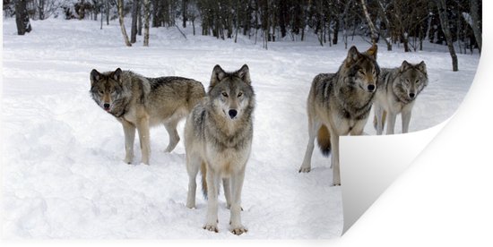 Stickers Stickers muraux - Loup - Neige - Canada - 80x40 cm - Feuille adhésive
