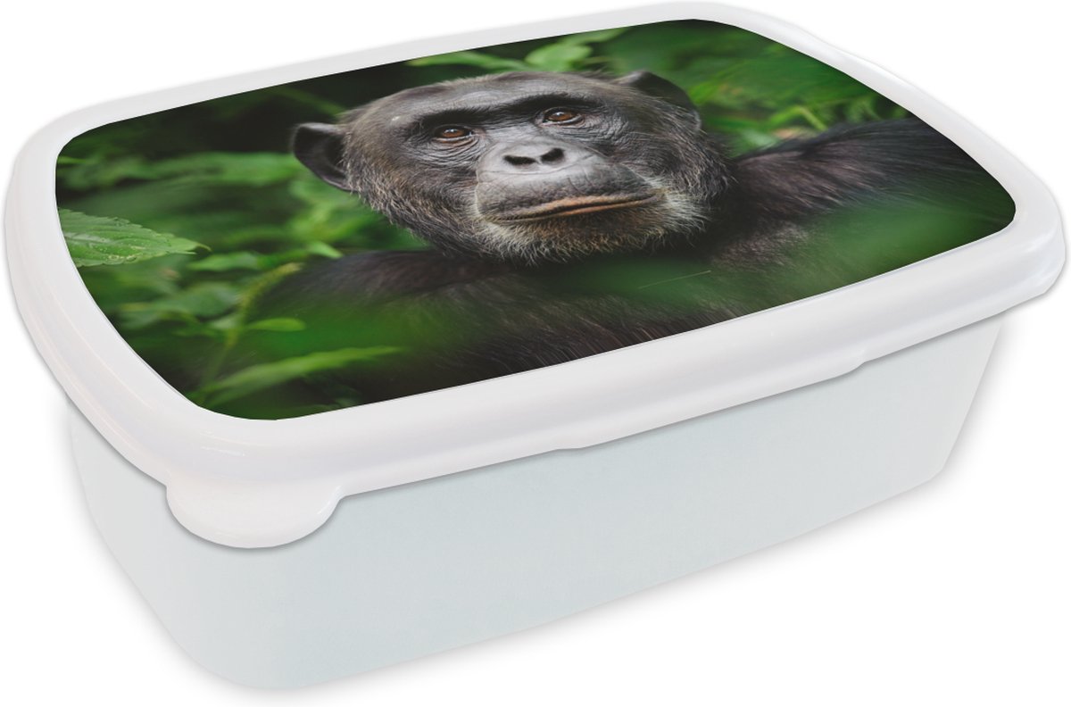 Broodtrommel Wit - Lunchbox - Brooddoos - Aap - Bladeren - Portret - 18x12x6 cm - Volwassenen