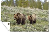 Tuinposter - Tuindoek - Tuinposters buiten - Yellowstone - Beer - Gras - 120x80 cm - Tuin