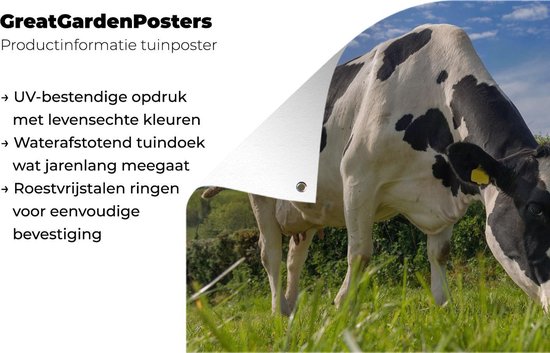 Une vache frisonne broutant par une belle journée d'été Affiche de jardin 160x120 cm - Toile de jardin / Toile d'extérieur / Peintures d'extérieur (décoration de jardin) XXL / Groot format!