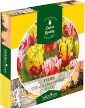 Bloembollenpizza - Tulpen - Tulipa - rood-geel-wit