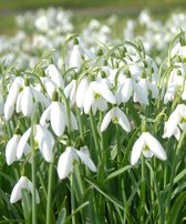 25x Sneeuwklokje - Galanthus - woronowii  - Wit - 25 bollen