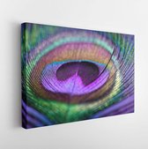 Canvas schilderij - Abstract macro peacock feather, blur, multicolored exotic bird  -     760165720 - 50*40 Horizontal