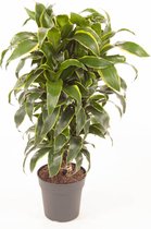 Kamerplant van Botanicly – Drakenboom – Hoogte: 80 cm – Dracaena derem. Dorado