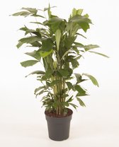 Kamerplant van Botanicly – Zachte Vinnetjespalm – Hoogte: 110 cm – Caryota mitis