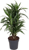 Kamerplant van Botanicly – Drakenboom – Hoogte: 80 cm – Dracaena fragrans Ulises