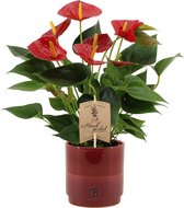 Kamerplant van Botanicly – Flamingoplant in rood keramiek pot als set – Hoogte: 36 cm – Anthurium diamond red