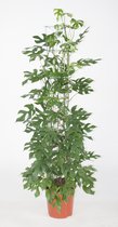 Kamerplant van Botanicly – Gatenplant – Hoogte: 150 cm – Monstera minima