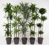 Kamerplanten van Botanicly – 5 × Drakenboom – Hoogte: 145 cm – Dracaena Mix