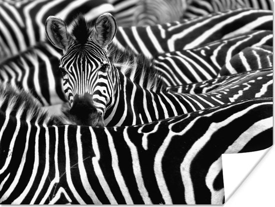Poster Zebra zwart-wit fotoprint - 160x120 cm XXL | bol.com
