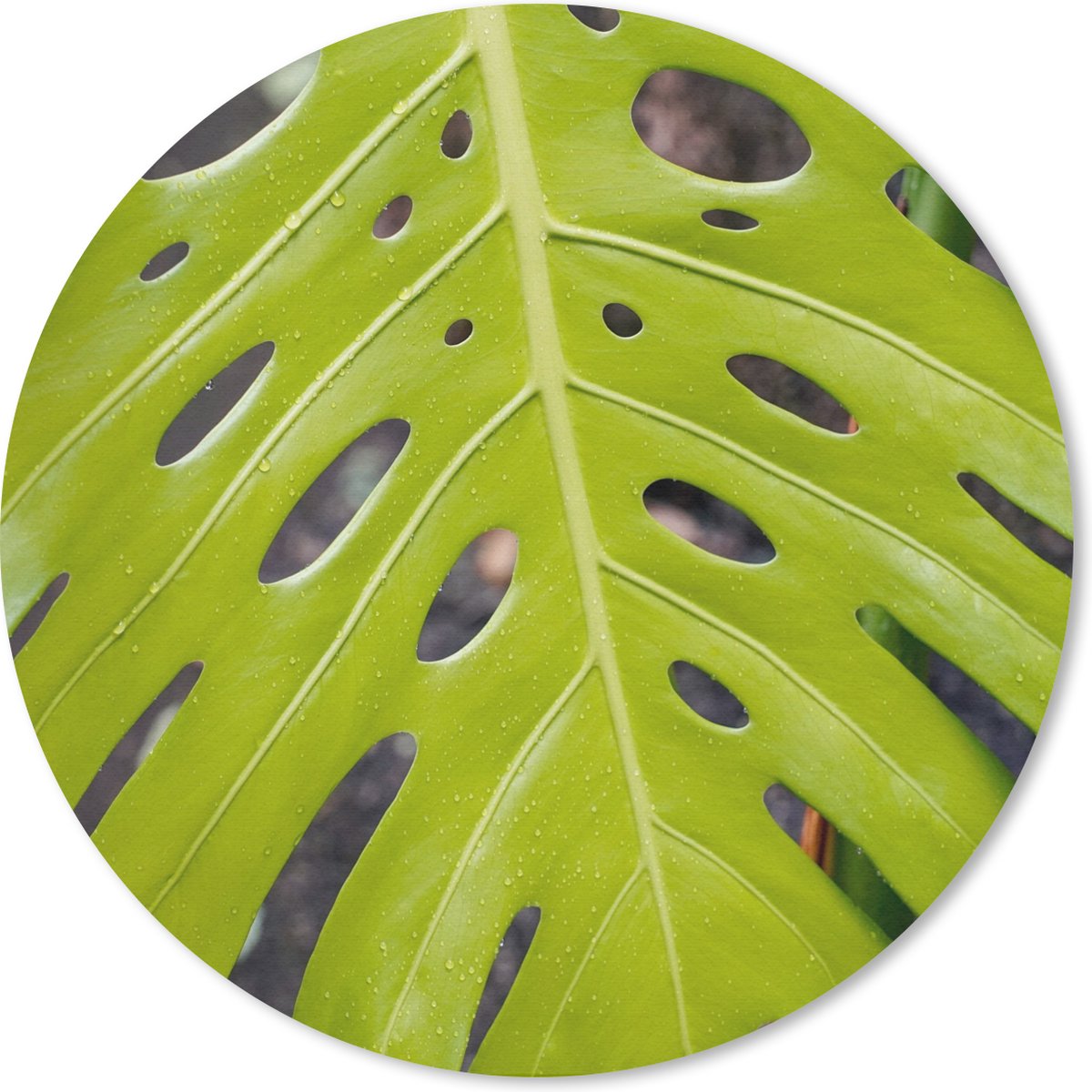 Muismat rond 40x40 cm - Mousepad Groot botanisch blad van de gatenplant - Ronde muismatten