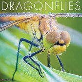 Dragonflies Kalender 2022