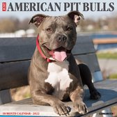 American Pit Bull Terrier Kalender 2022