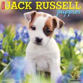 Jack Russell Terrier Puppies Kalender 2022