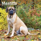 Engelse Mastiff Kalender 2022