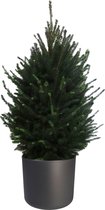 Mama's Planten - Picea Glauca - Super Green - Winterhard - In Antracietkleurige ELHO Ronde Sierpot - Mini - Kerstboom- ↨ 90cm - ⌀ 30cm