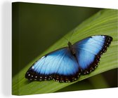 Morpho papillon sur toile feuille 120x80 cm - Tirage photo sur toile (Décoration murale salon / chambre)